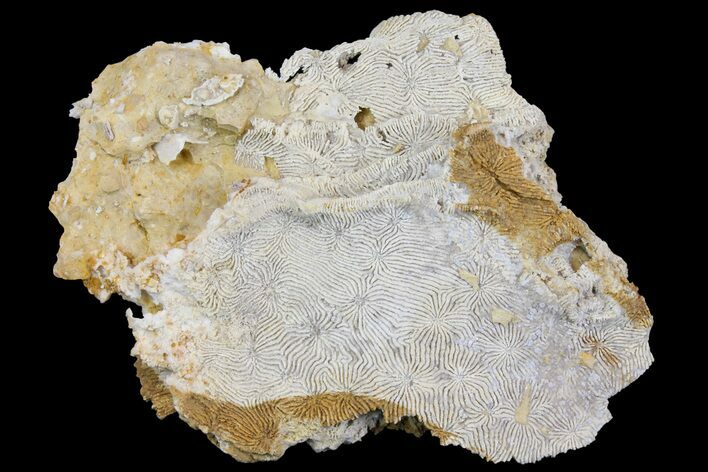 Jurassic Coral Colony (Thamnasteria) Fossil - Germany #157327